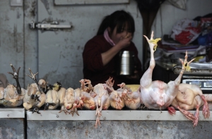 В КНДР произошла вспышка птичьего гриппа