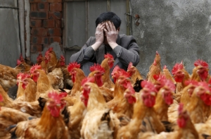 Птичий грипп обошелся Китаю в $6,5 млрд