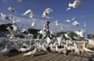 Почтовый голубь из Бельгии ушел с молотка почти за 400 тысяч долларов