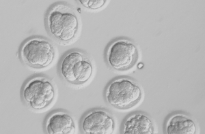 Чиновники создадут ДНК-картотеку всех российских заключенных