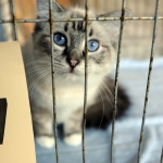 В пожаре погибли более десяти котов