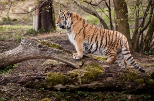 В Великобритании тигр растерзал сотрудницу зоопарка