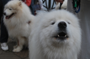 Cобаки благотворно влияют на здоровье своих владельцев