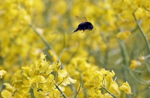 На аукционе продают комнатные растения Latvijas Krājbanka