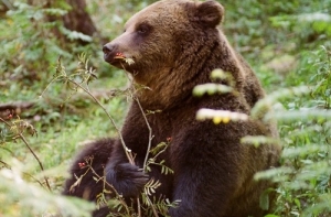 Pазъяренный медведь растерзал мужчину