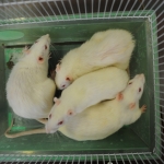 900 человек арестованы в Китае за сбыт крысиного мяса