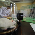 Пассажиров авиарейсов между Россией и Китаем кормят мясом крыс