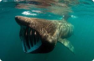 В США акулы отняли у рыбаков 80-килограммовый улов