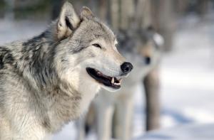 Жителей Виляки напугали российские волки