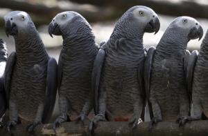 Британец отсудил у ВВС страны больше 2 тысяч фунтов за попугая