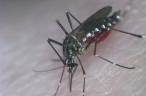 Комары любят спортсменов и женщин