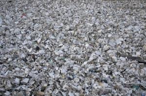 В России предложили запретить бесплатные пластиковые пакеты