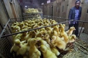 Число жертв пожара на китайской птицеферме достигло 120