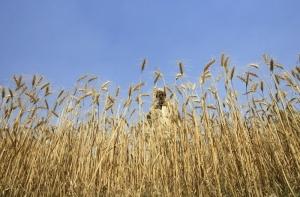 Стоимость крестьянских земель в Латвии сравняется с европейской