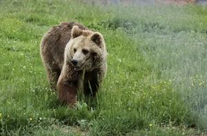 Старейший в мире медведь умер в Греции