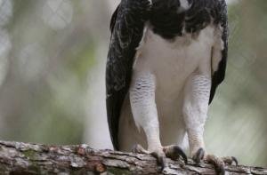 В Латвии появился королевский орел