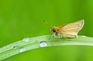 Жители Мадрида страдают от нашествия моли