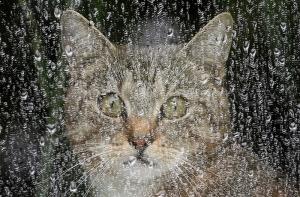 В Москве объявлено штормовое предупреждение