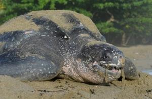 В Коста-Рике защитник черепах убит браконьерами