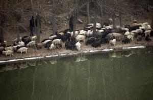 В США разводят обморочных коз (ВИДЕО)