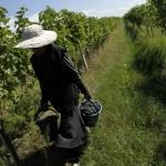 В Грузии запретили продавать землю иностранцам