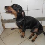 В Пурвциемсе собака упала с 5 этажа