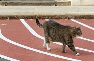 Кошку министра Британии уличили в шпионаже