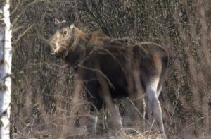 В Иманту забрел агрессивный лось (АУДИО)