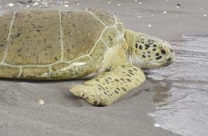 Черепаха отказалась возвращаться в дикую природу