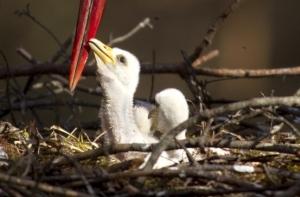 Спасатели просят людей не трогать выпавших из гнезда птенцов