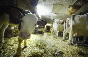 Эксперт: существование молочной отрасли под угрозой