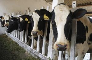 Эксперт: торговцы молока занимаются популизмом