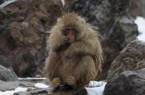 Макаки напали на вице-президента США