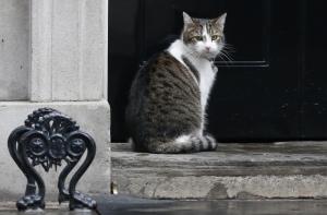 Мэром города в Мексике может стать кот