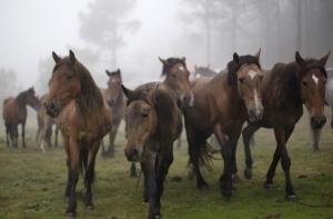 США легализовали убой лошадей на мясо