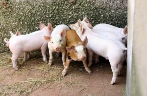 Латгальцы готовы выловить больных свиней за 1 млн