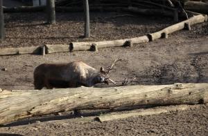 Агрессивного имантcкого лося усыпили