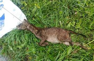 Россия меняет правила: грузопоток в Россию может остановиться