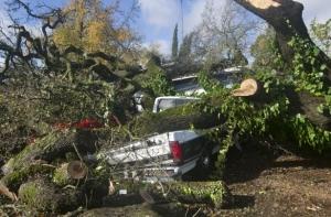В Пардаугаве огромный дуб упал на машины (АУДИО)
