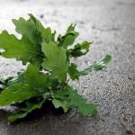 На крышу пансионата в Вецумниеки упало дерево