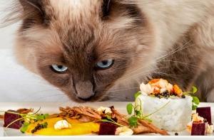 В Великобритании балуют кошек роллами с омарами и черной икрой