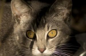 Пожилой канадец получил срок за хранение дома 155 трупов кошек