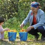 Грибники и ягодники должны будут заплатить налоги