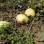 В Латвии будут выращивать арбузы