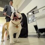 В Италии наркоторговцев засудят за перевозку кокаина в собаках