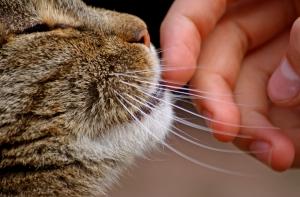 Кота спасли от отравления, перелив ему собачью кровь