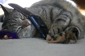 Умершая во время операции кошка ожила дома