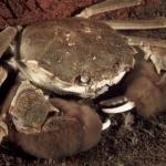 В Латвии «вне закона» живет мохнорукий краб (АУДИО)