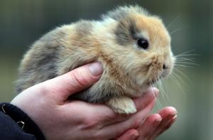 Генетики вывели кроликов, которые светятся в темноте (ВИДЕО)