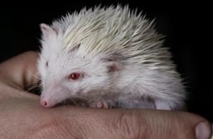 Московским ежам построили дворец